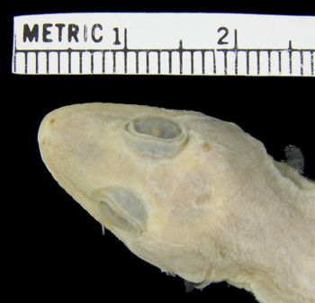 Media type: image;   Herpetology R-21927